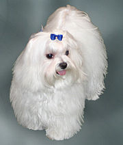 Photo of a maltese (this is not the actual dog that is lost)