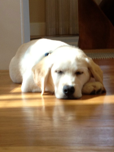 scout the dog