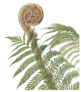 Mass Hort, Wellesley