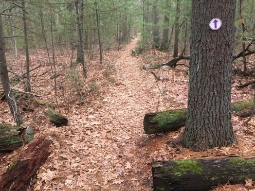 Beard trail wellesley needham