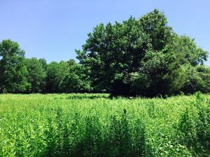Beebe meadow, Wellesley, Spring 2016