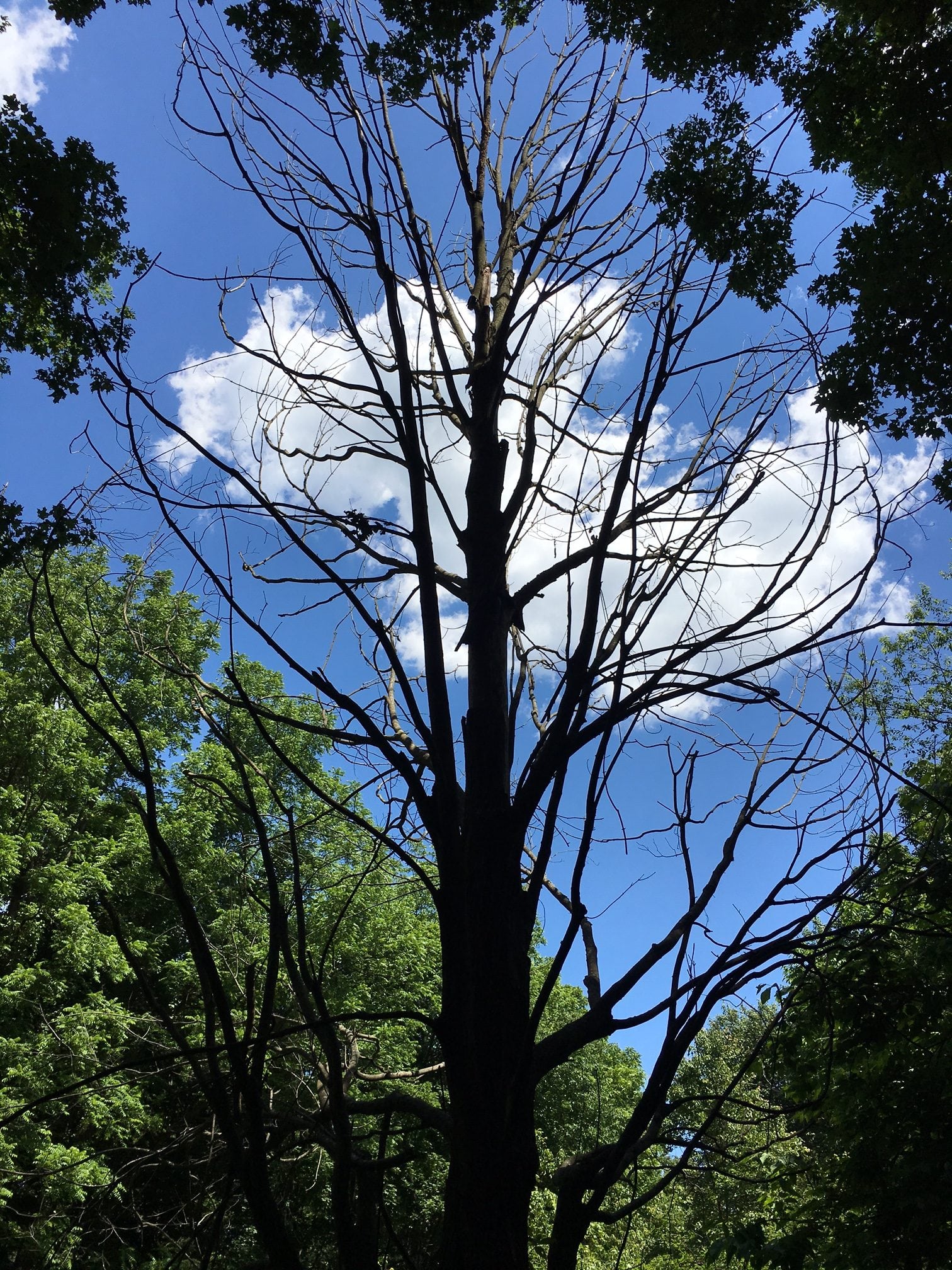 Beebe Meadow, Wellesley