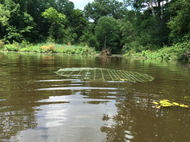 Wellesley Beaver Dam
