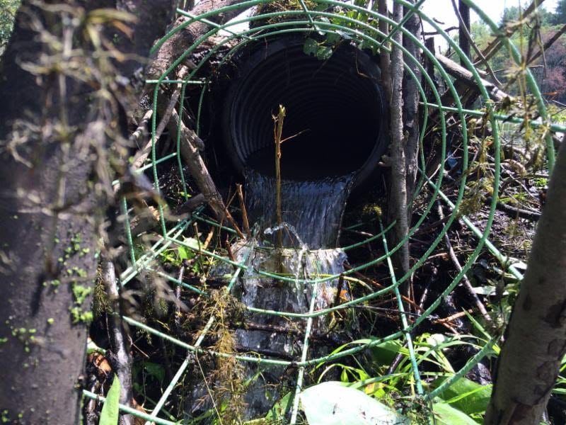 Wellesley Beaver Dam