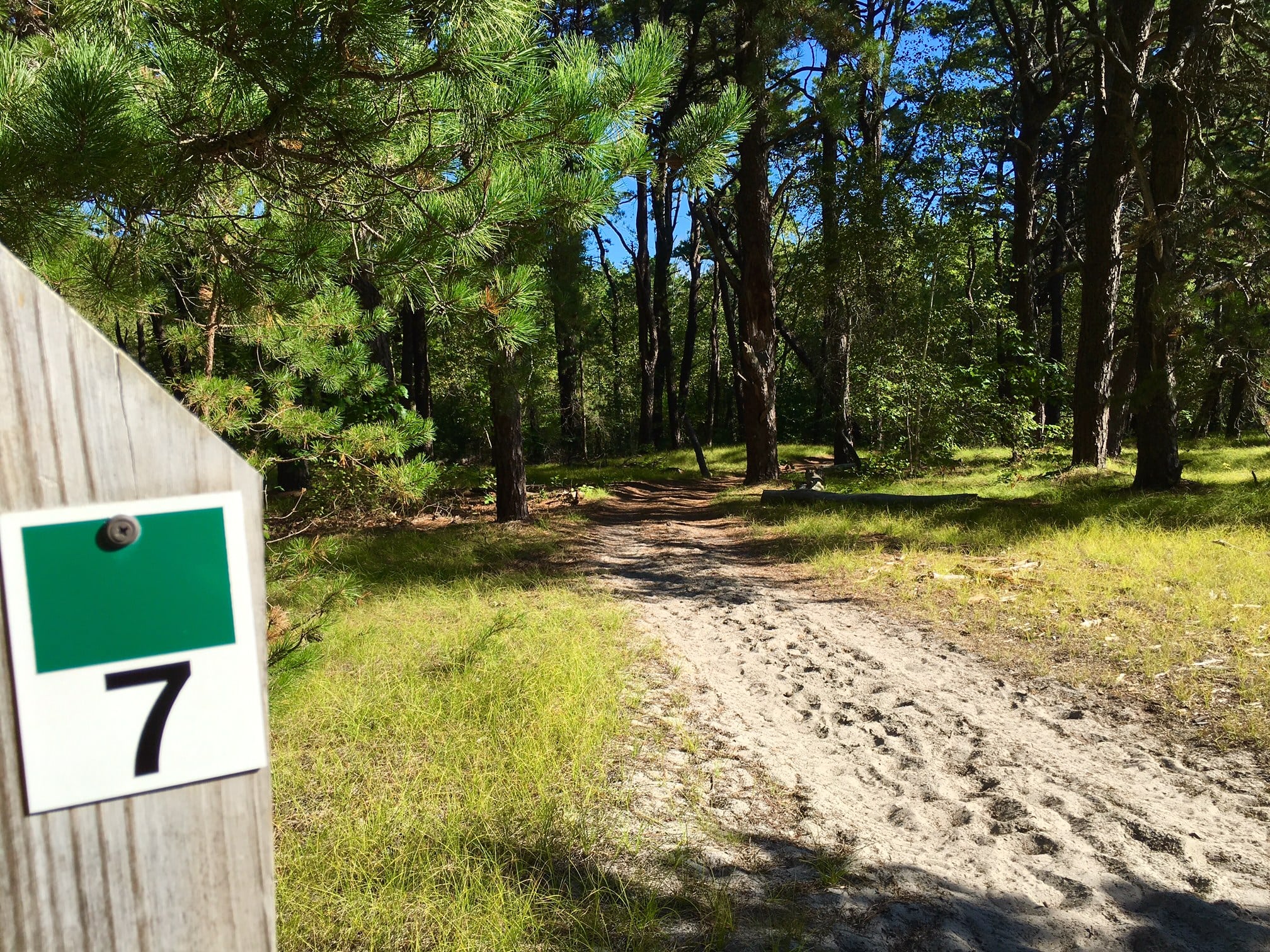 Keep following the numbered posts down. At Number 7 will lead you through a pine forest.