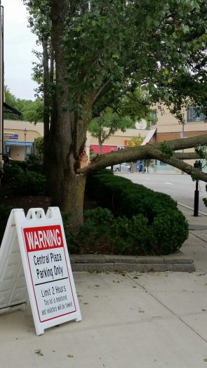 Gap tree Wellesley