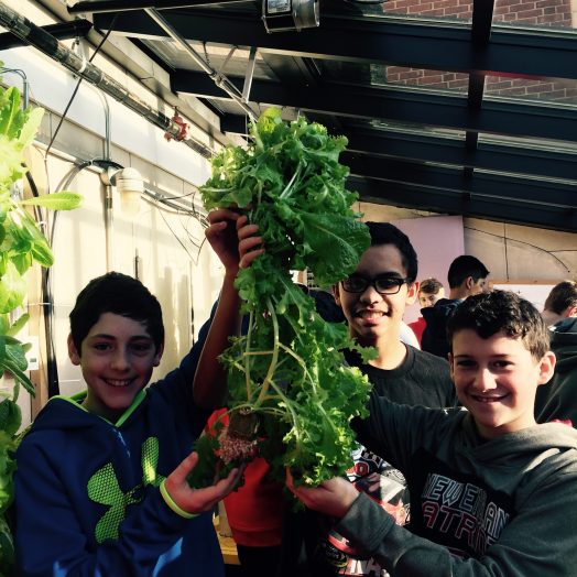wms lettuce