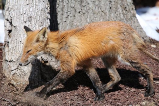 fox in wellesley