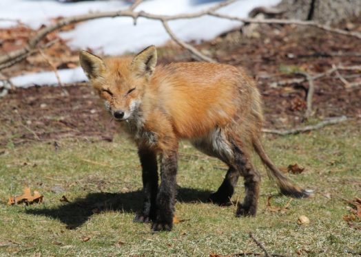 fox in wellesley