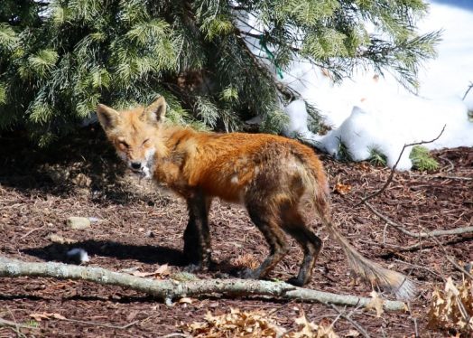 fox in wellesley