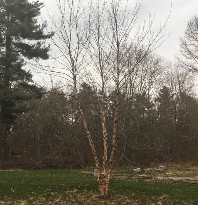 River birch tree, Wellesley