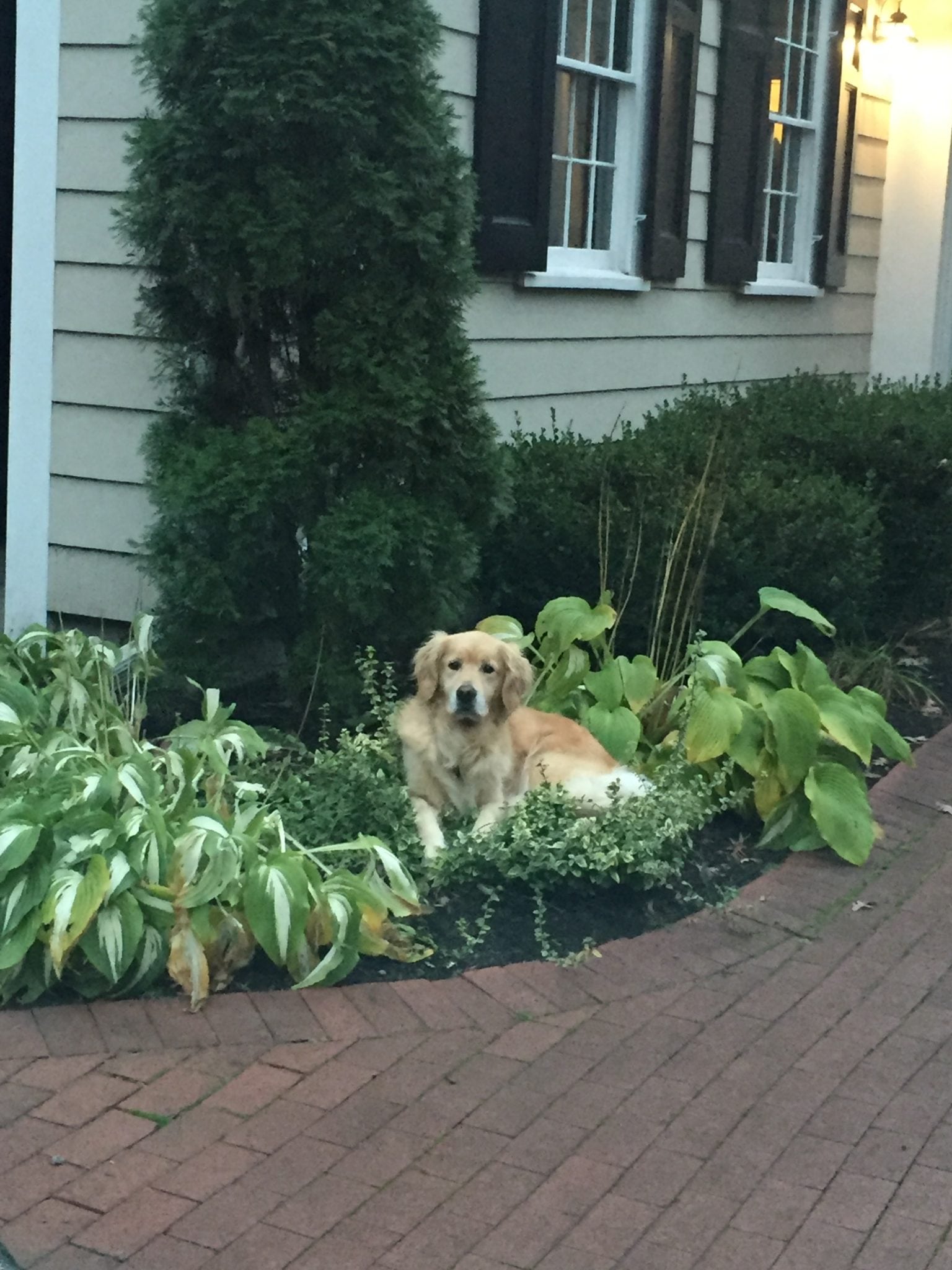 daisyh wellesley dog