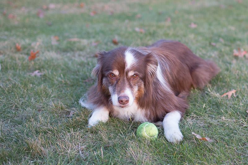 Lost dog, Wellesley
