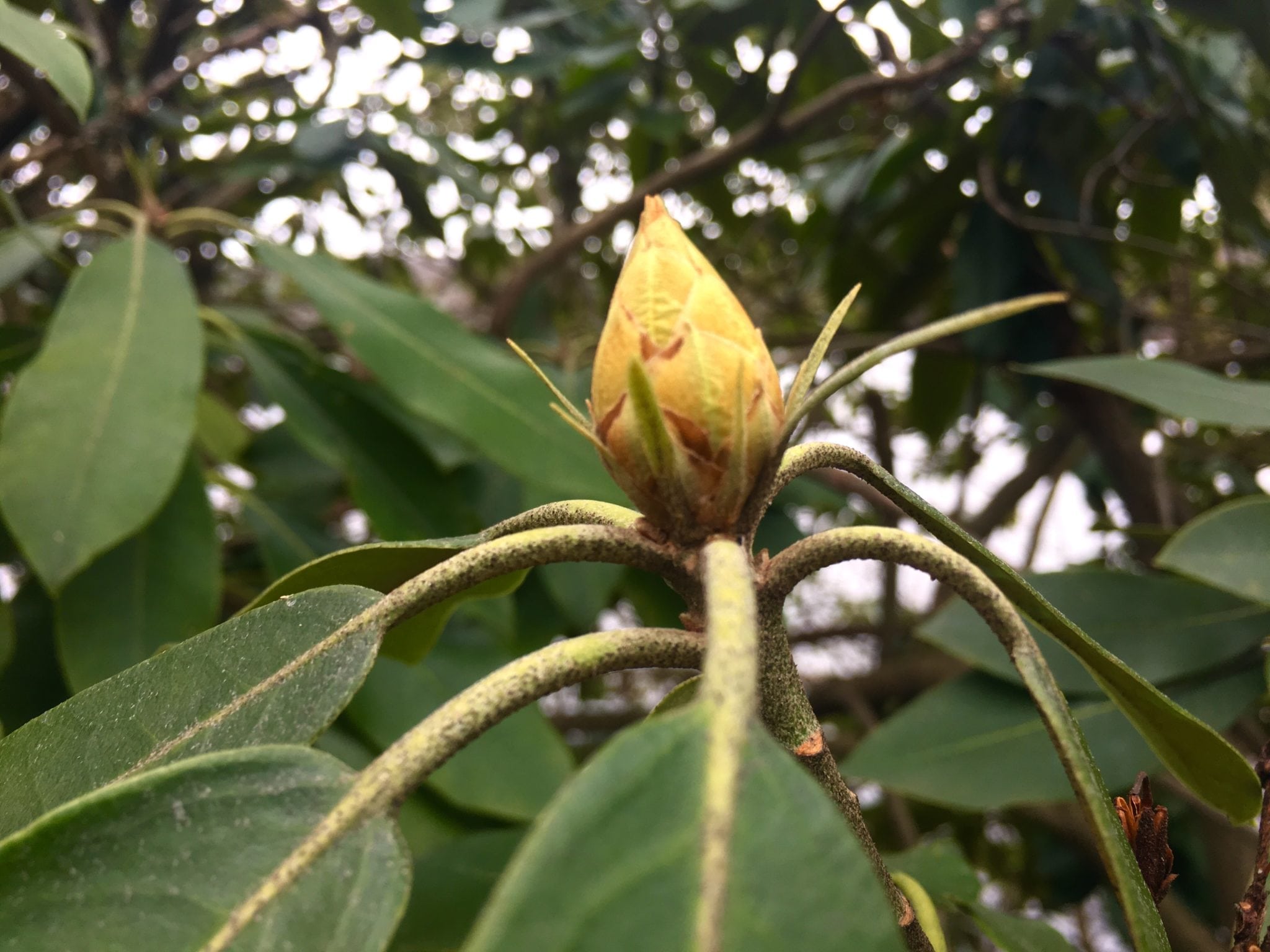 Rhododendron bud, Lake Waban
