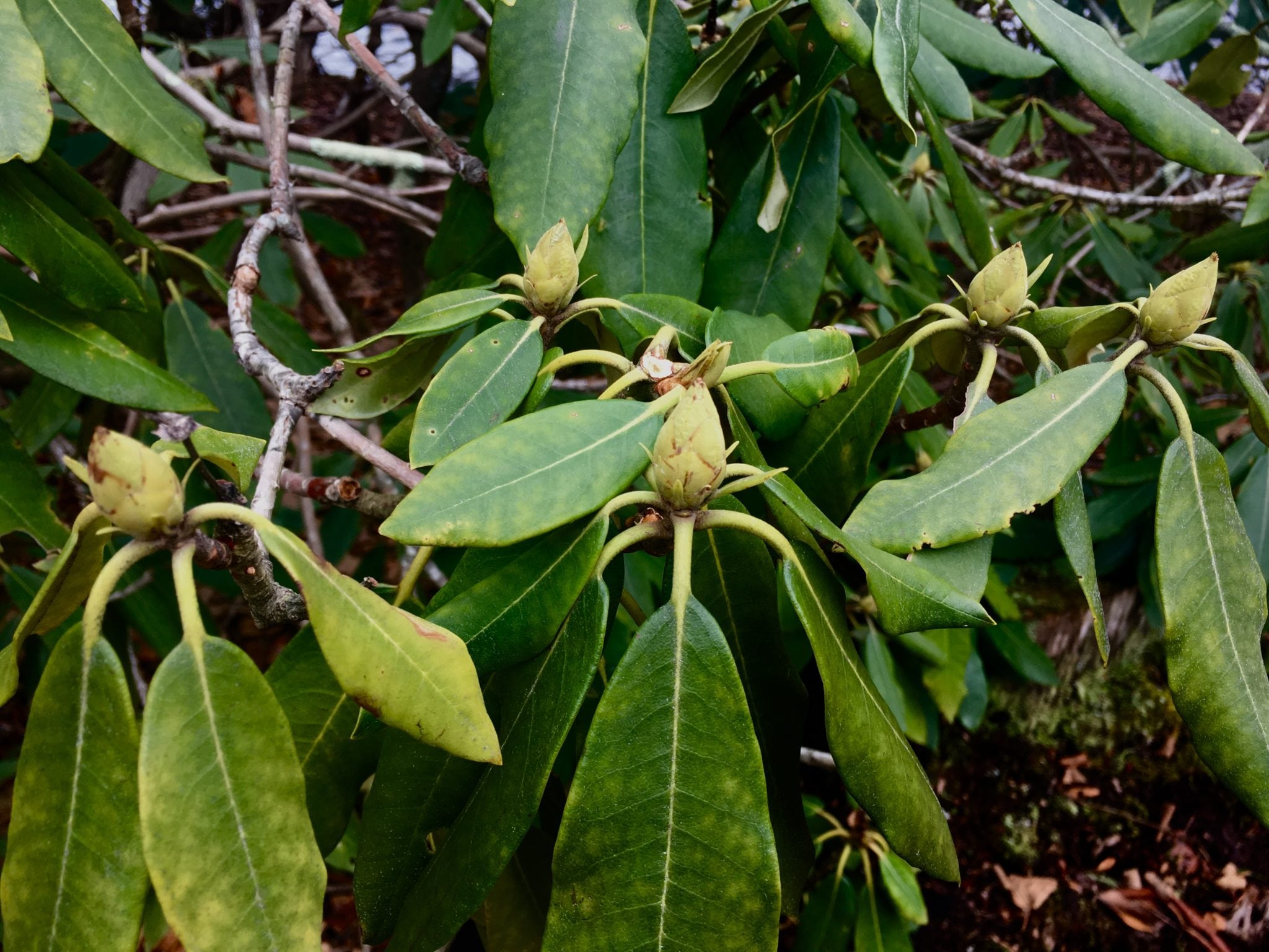 Rhododendron buds, Lake Waban