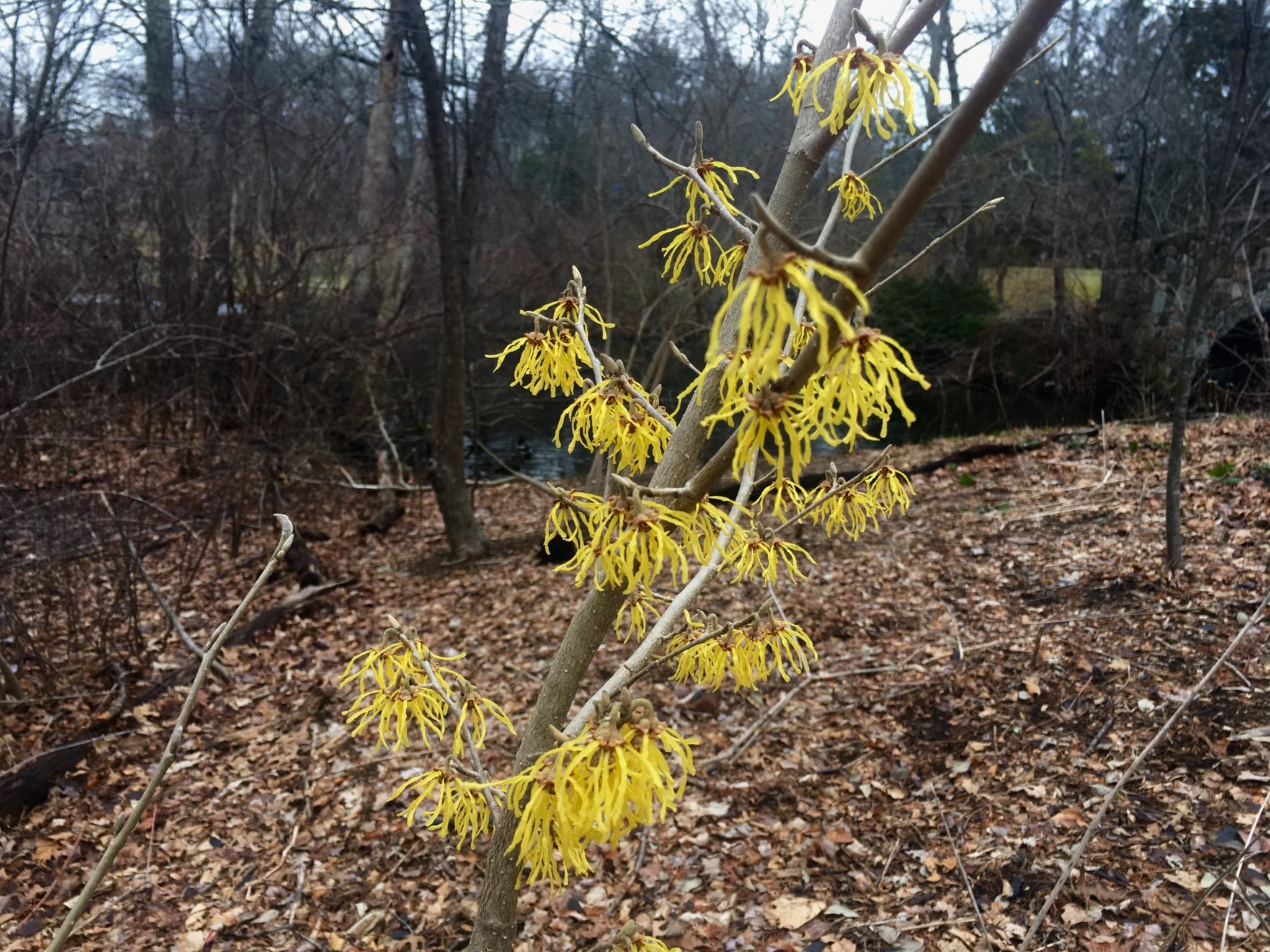 Witch Hazel, Lake Waban