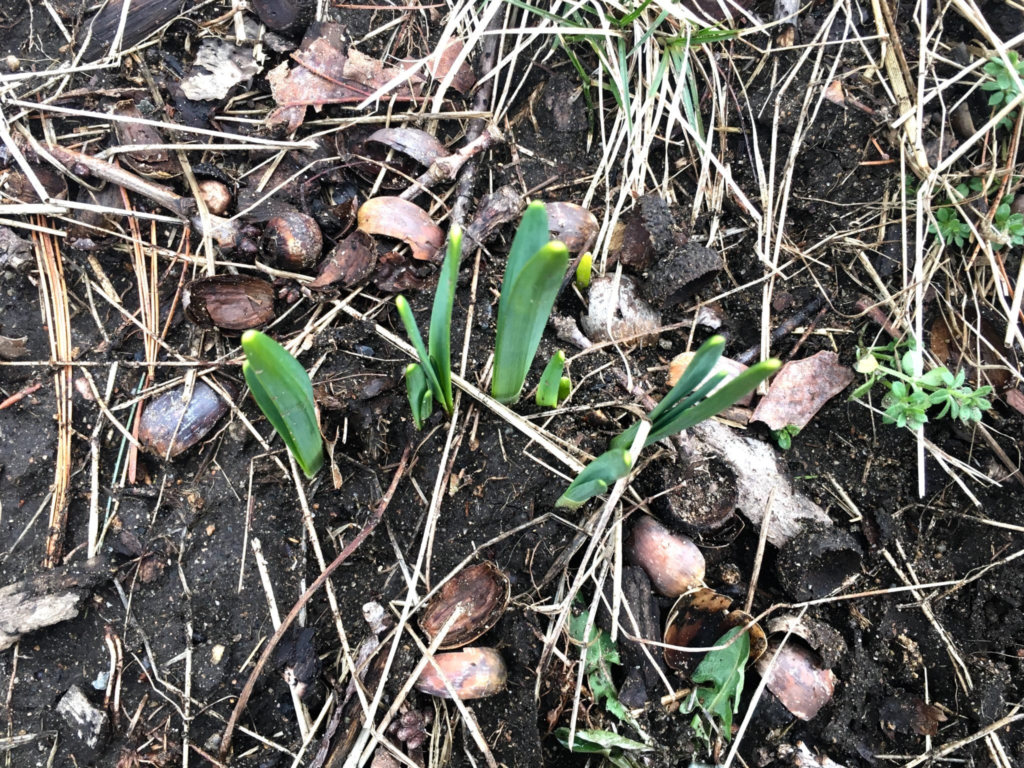 Daffodils, Wellesley