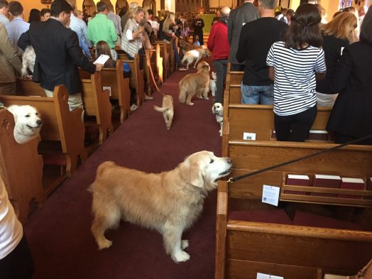 St. Andrew's dogs