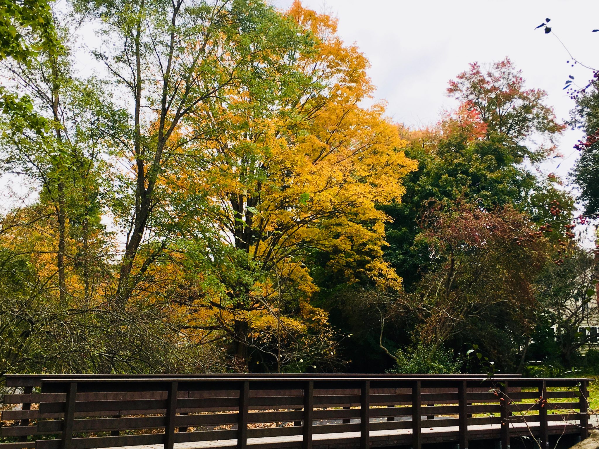 Brook Path, Wellesley, autumn
