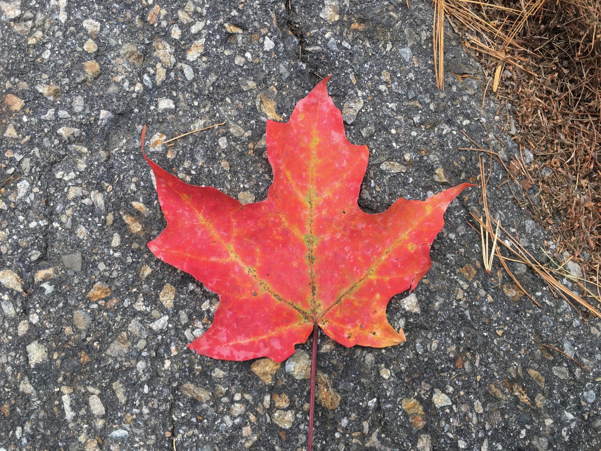 Benvenue St., Wellesley, autumn