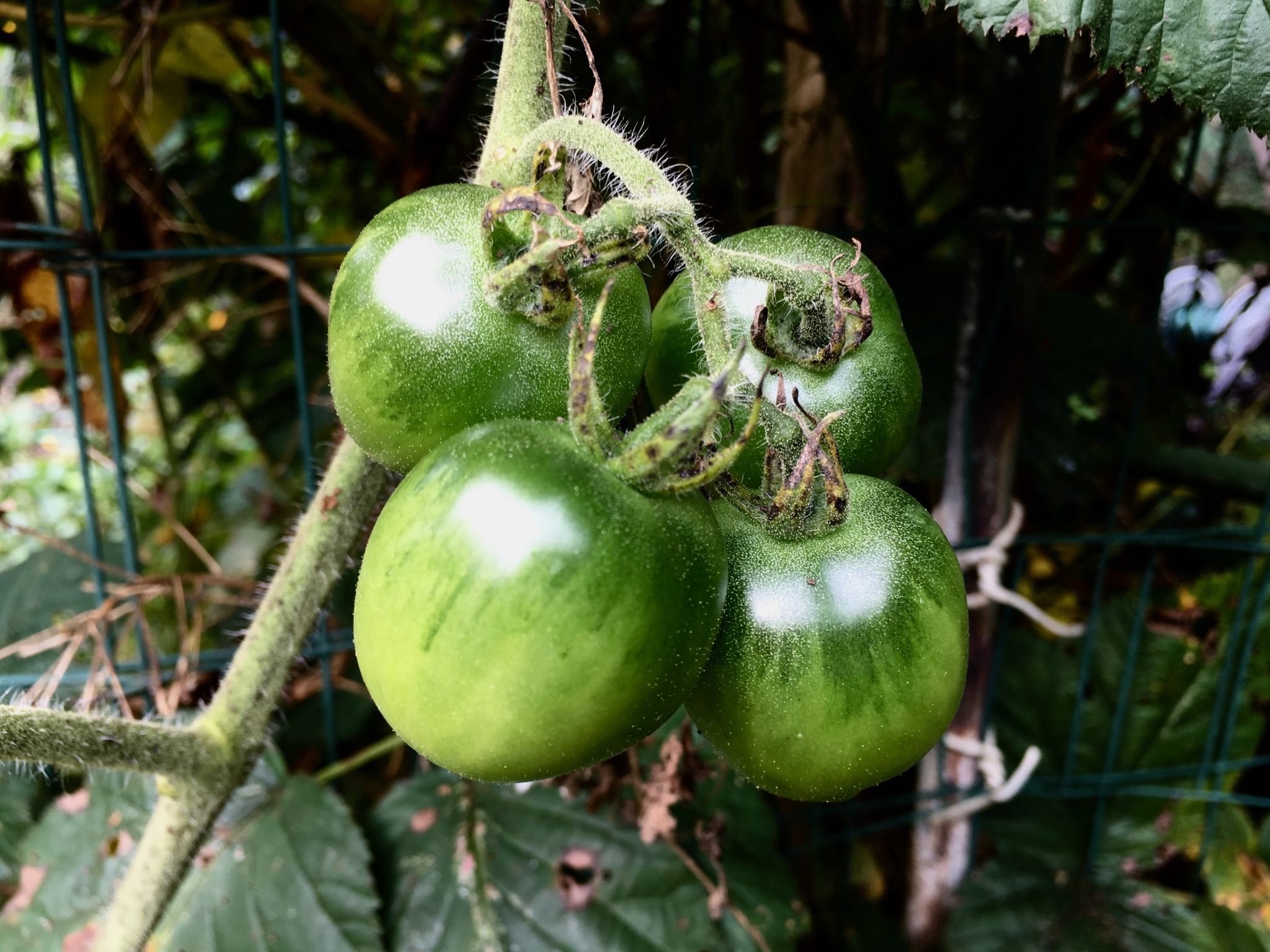 Brookside Community Gardens, Wellesley