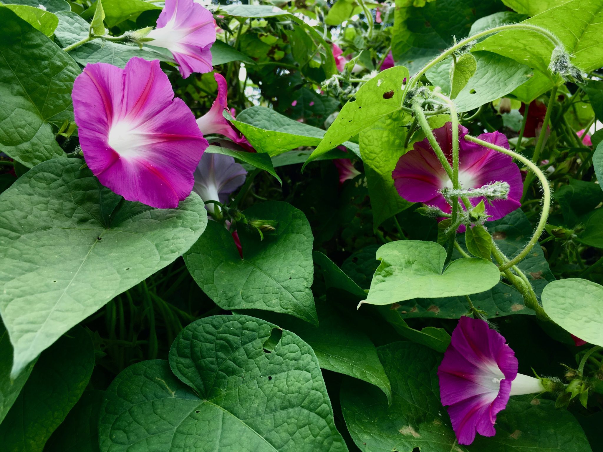 Brookside Community Gardens, Wellesley