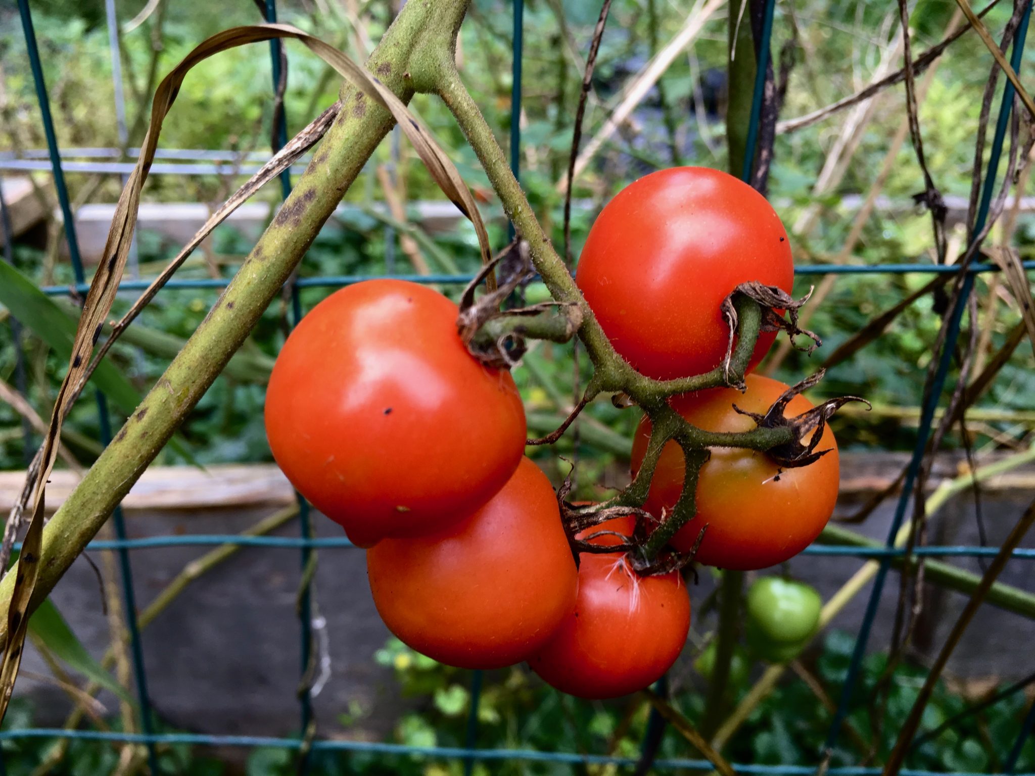 Brookside Community Gardens