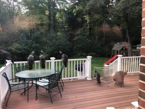 Wellesley turkeys