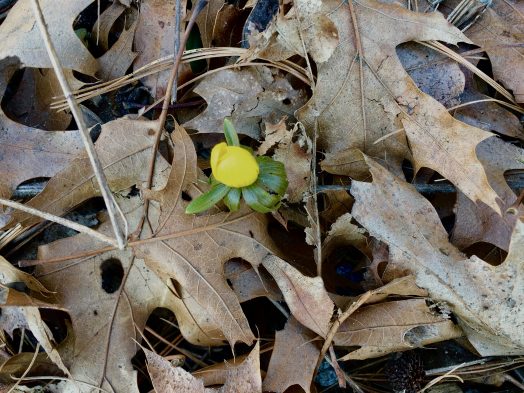 Wellesley Spring
