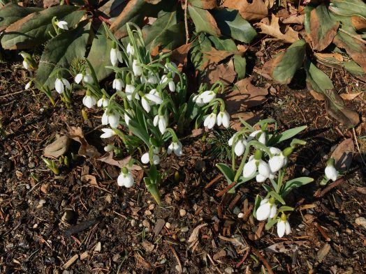 Wellesley Spring