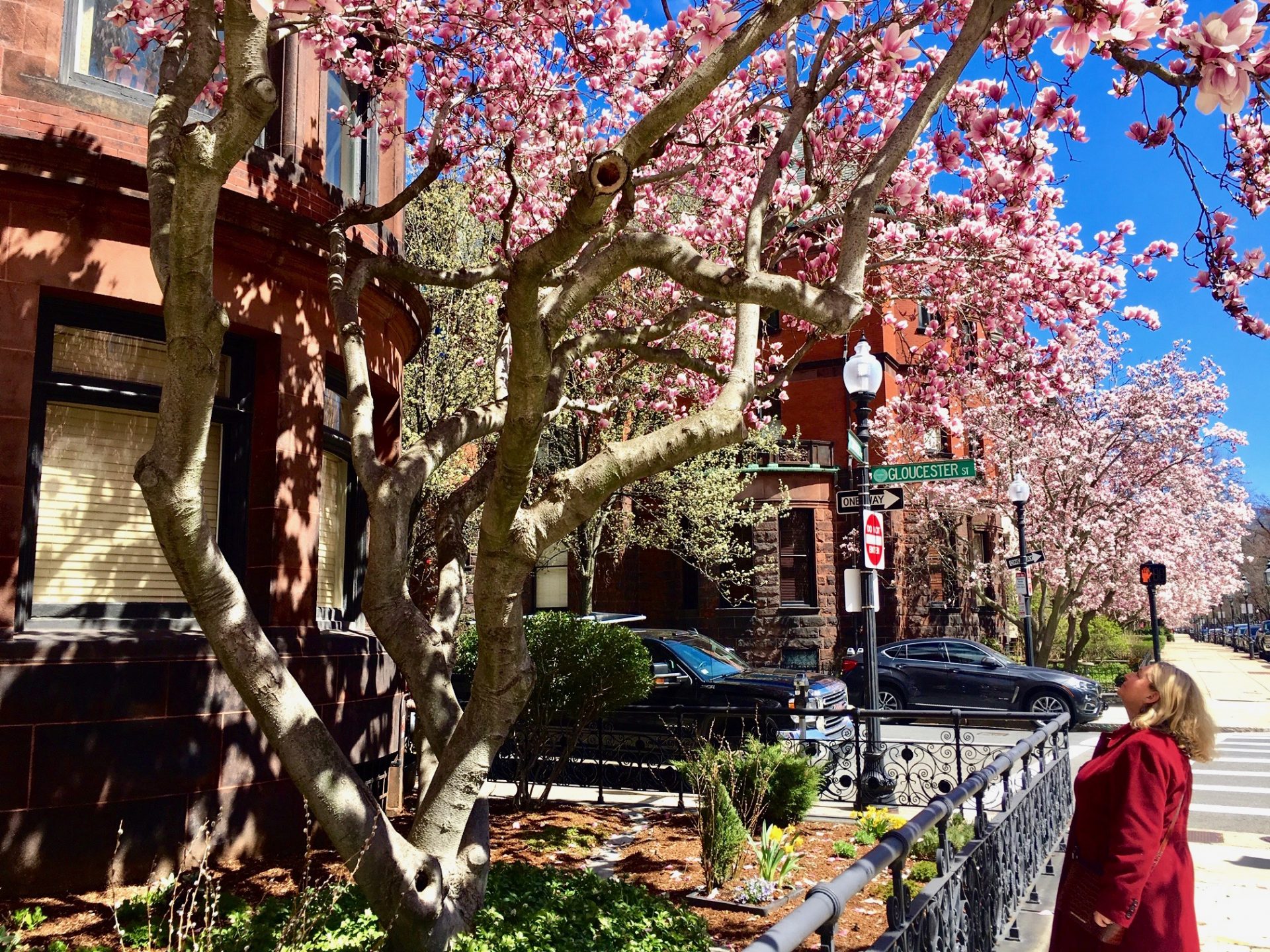 Back Bay, Boston, magnolia trees