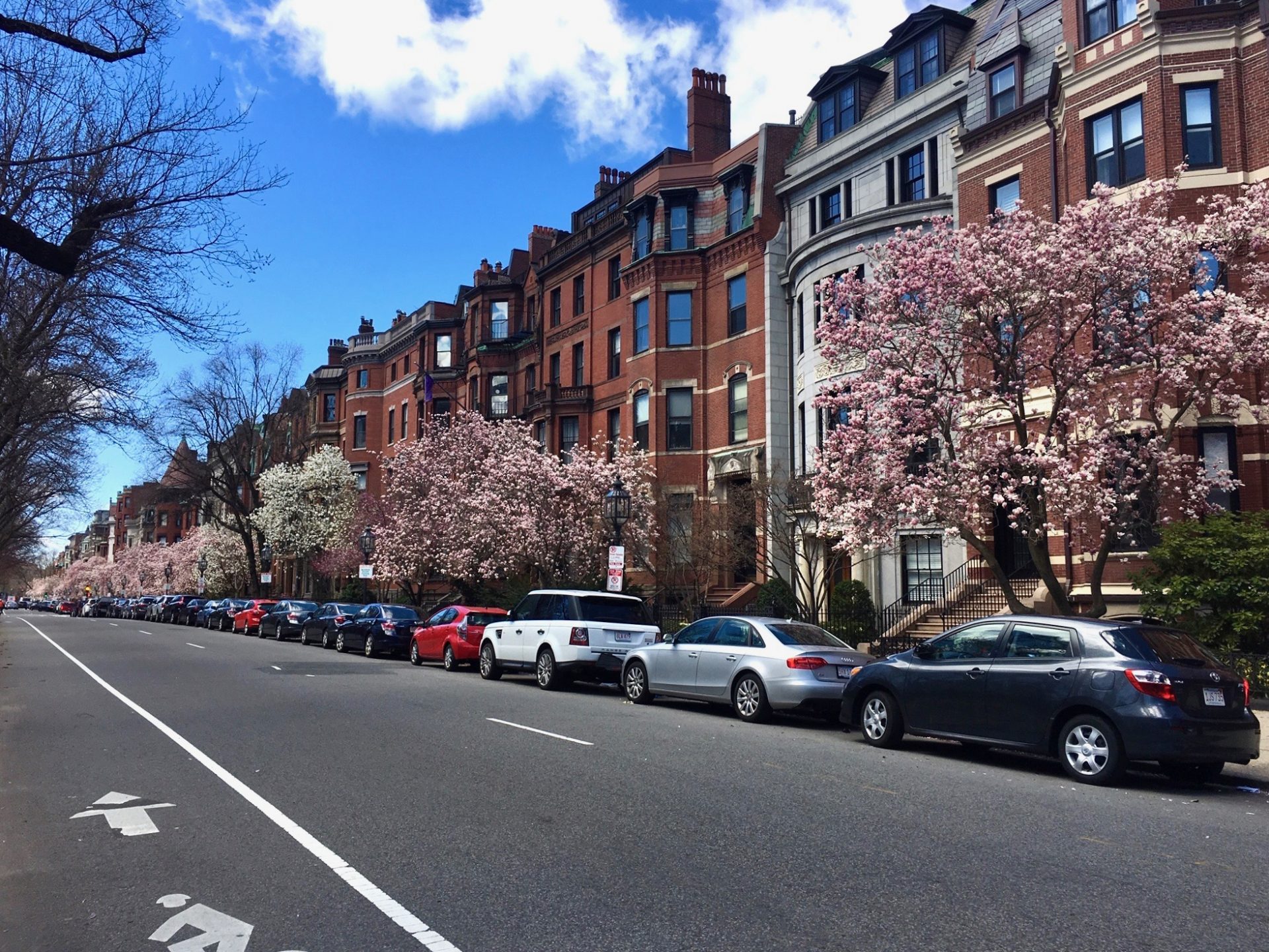 Back Bay, Boston, magnolia trees
