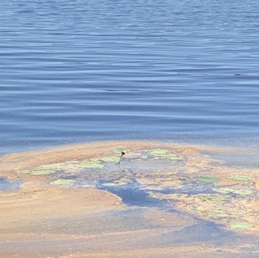 lake waban pollen