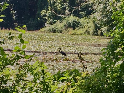 Morses Pond, Wellesley