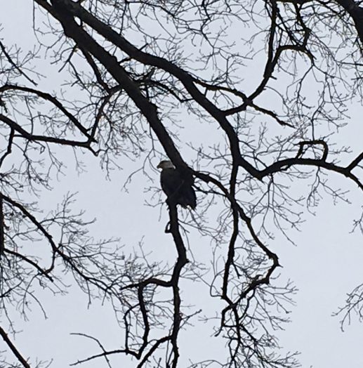 eagle morse