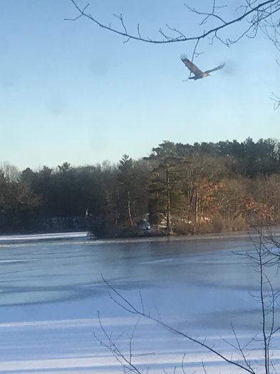 eagle morses pond