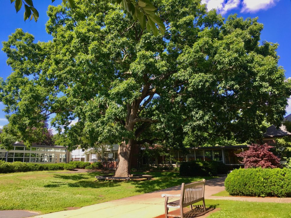 Hunnewell White Oak, summer 2018