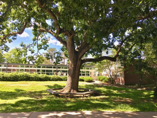 Hunnewell White Oak, summer 2018