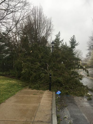 594 washington st tree storm