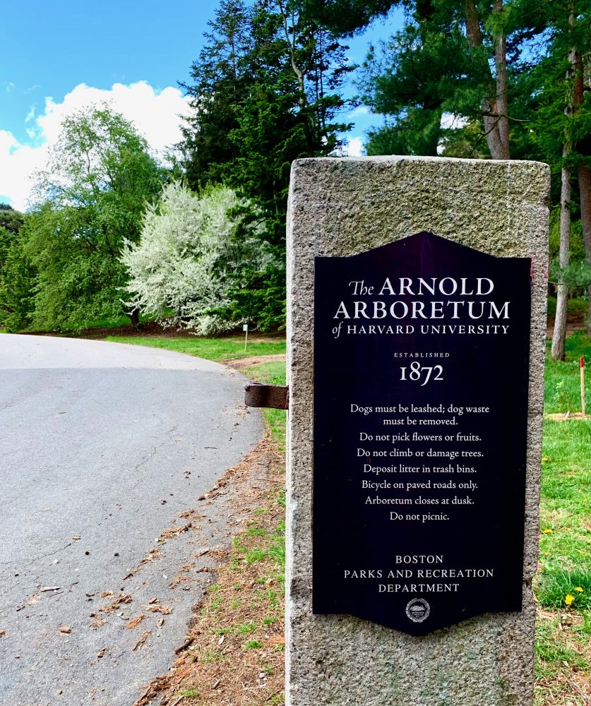 Arnold Arboretum, Boston