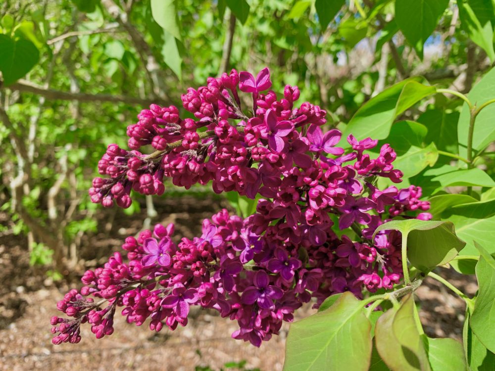 Arnold Arboretum, Boston