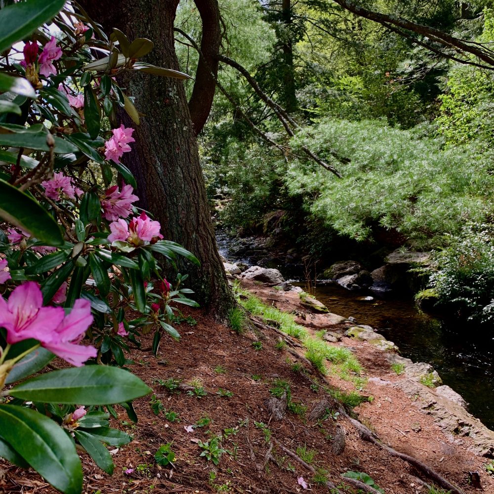 Arnold Arboretum, Boston
