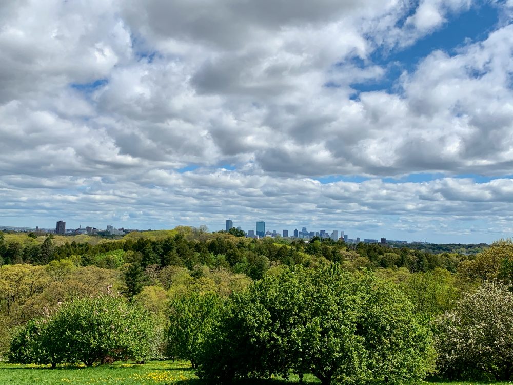 Arnold Arboretum, Boston