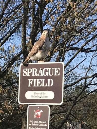 Sprague hawk