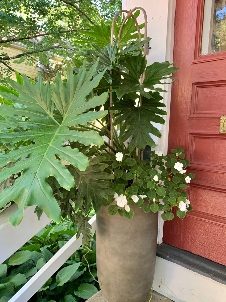 Wellesley philodendron