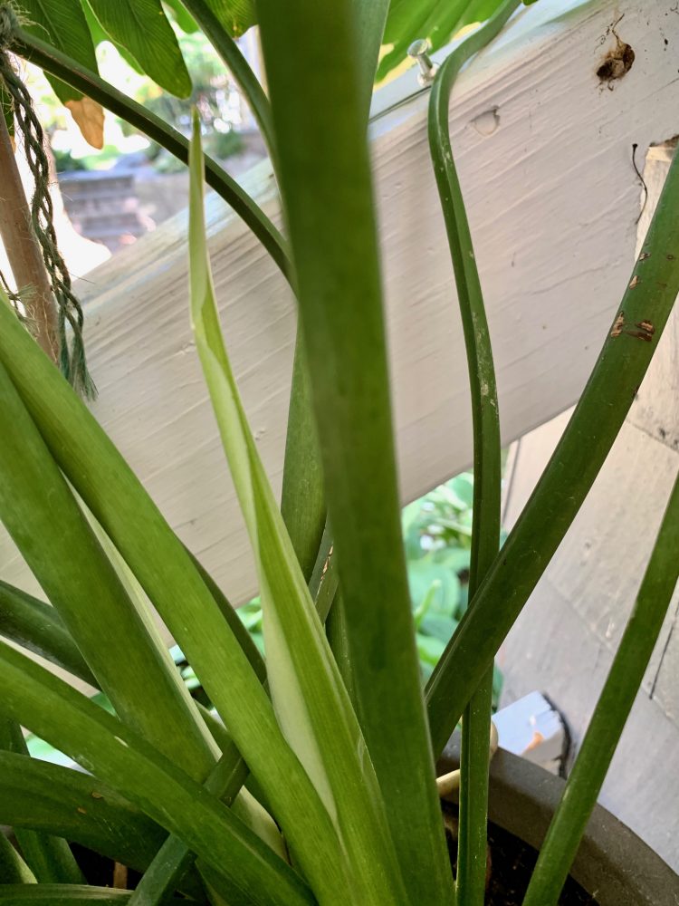 Wellesley philodendron