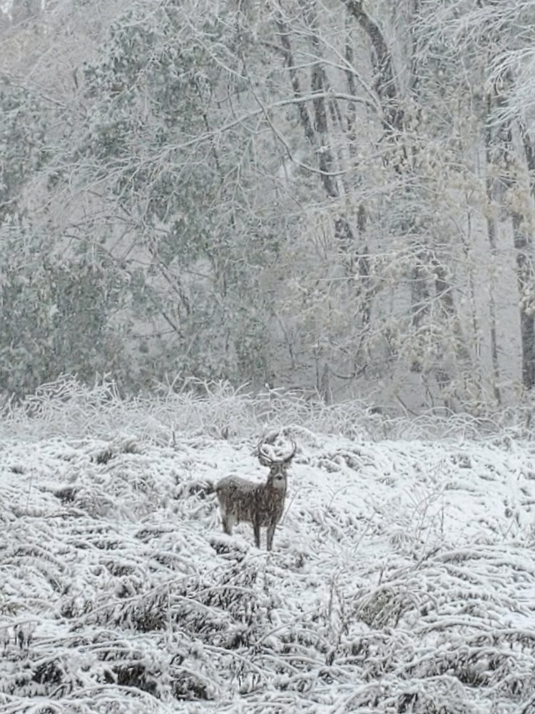 snow buck october