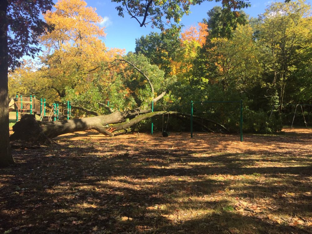 tree down at hunnewell elementary school