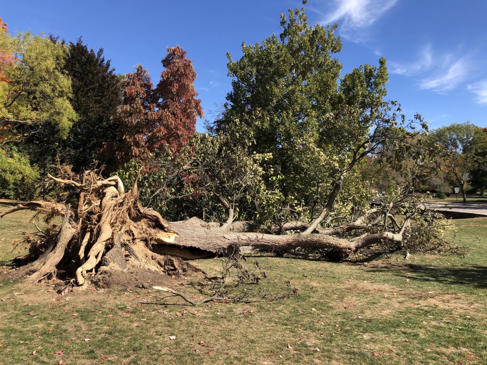 Town Hall tree down