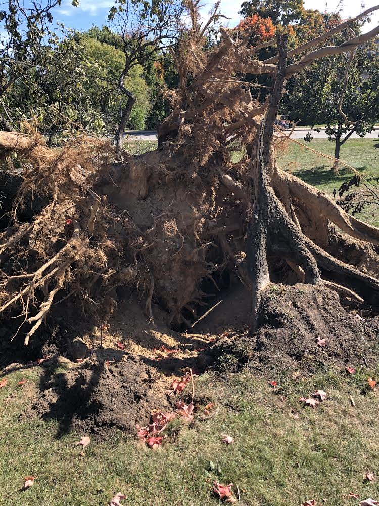 Town Hall tree down